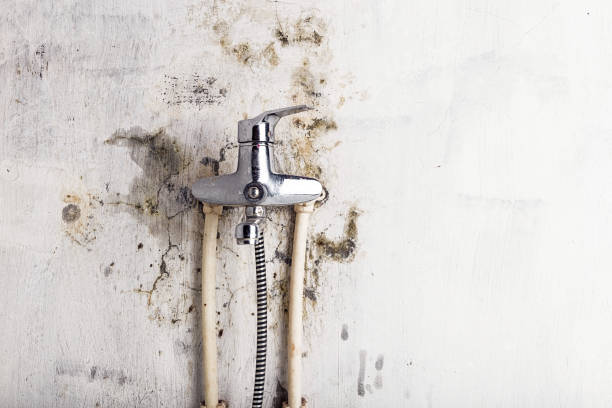 Best Office Mold Removal Services  in Upland, PA