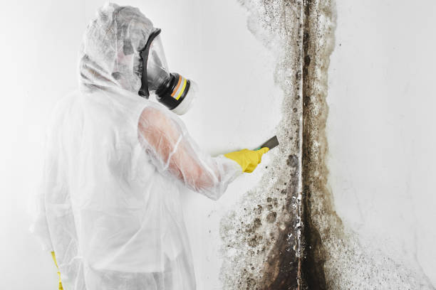 Best Mold Testing  in Upland, PA