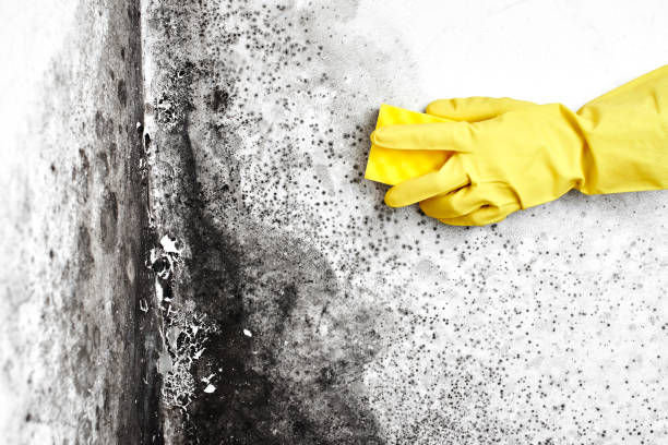 Best Toxic Mold Removal  in Upland, PA