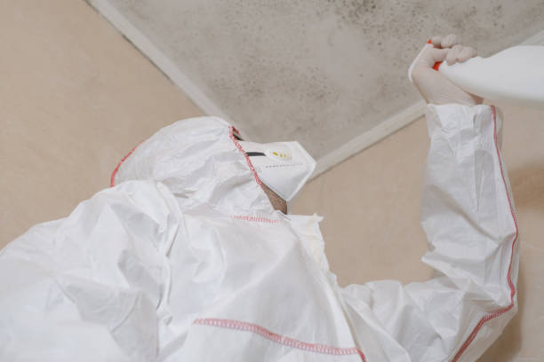 Professional Mold Removal in Upland, PA