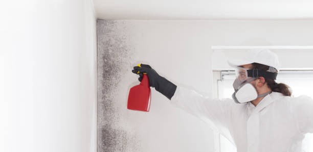 Best Commercial Mold Removal  in Upland, PA