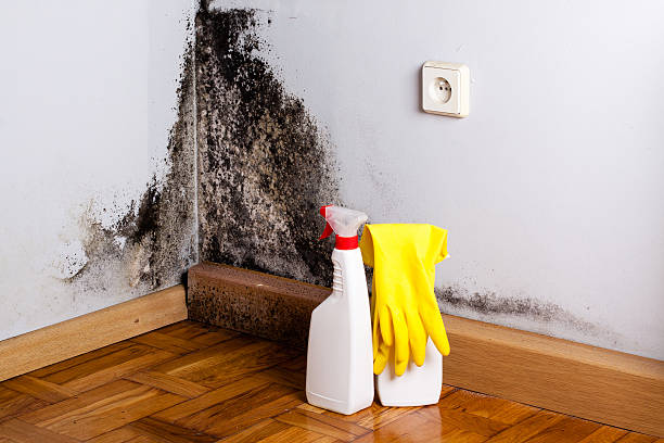 Best Local Mold Removal Service  in Upland, PA