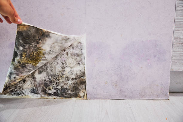 Best Certified Mold Removal  in Upland, PA